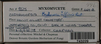 Badhamia affinis image